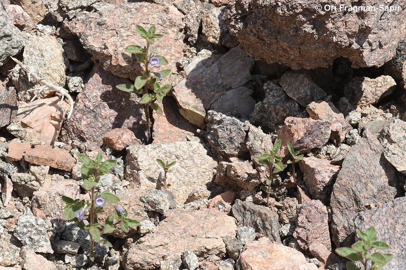 Anticharis glandulosa photo 4
