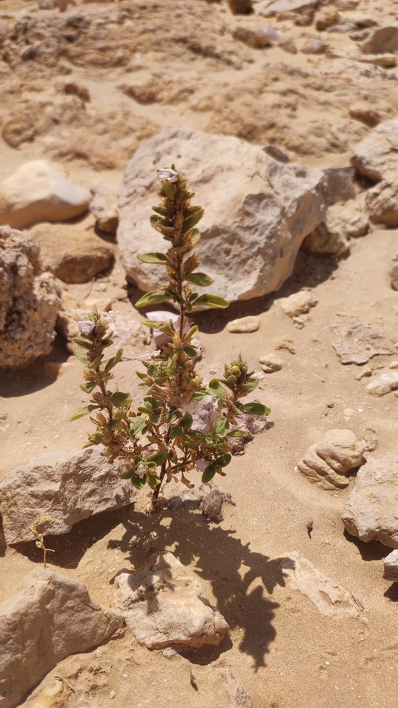 Anticharis glandulosa photo 5