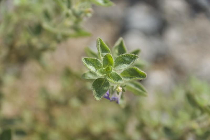 Anticharis glandulosa photo 6