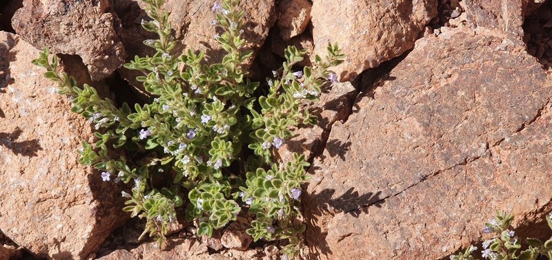 Anticharis glandulosa photo 7