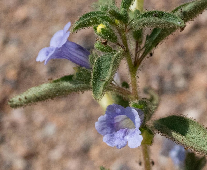 Anticharis glandulosa photo 8
