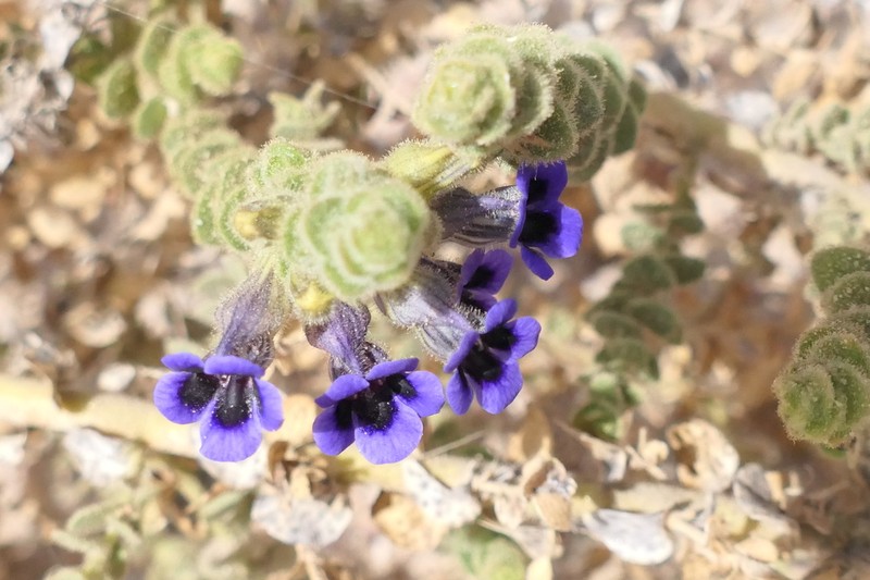 Anticharis imbricata