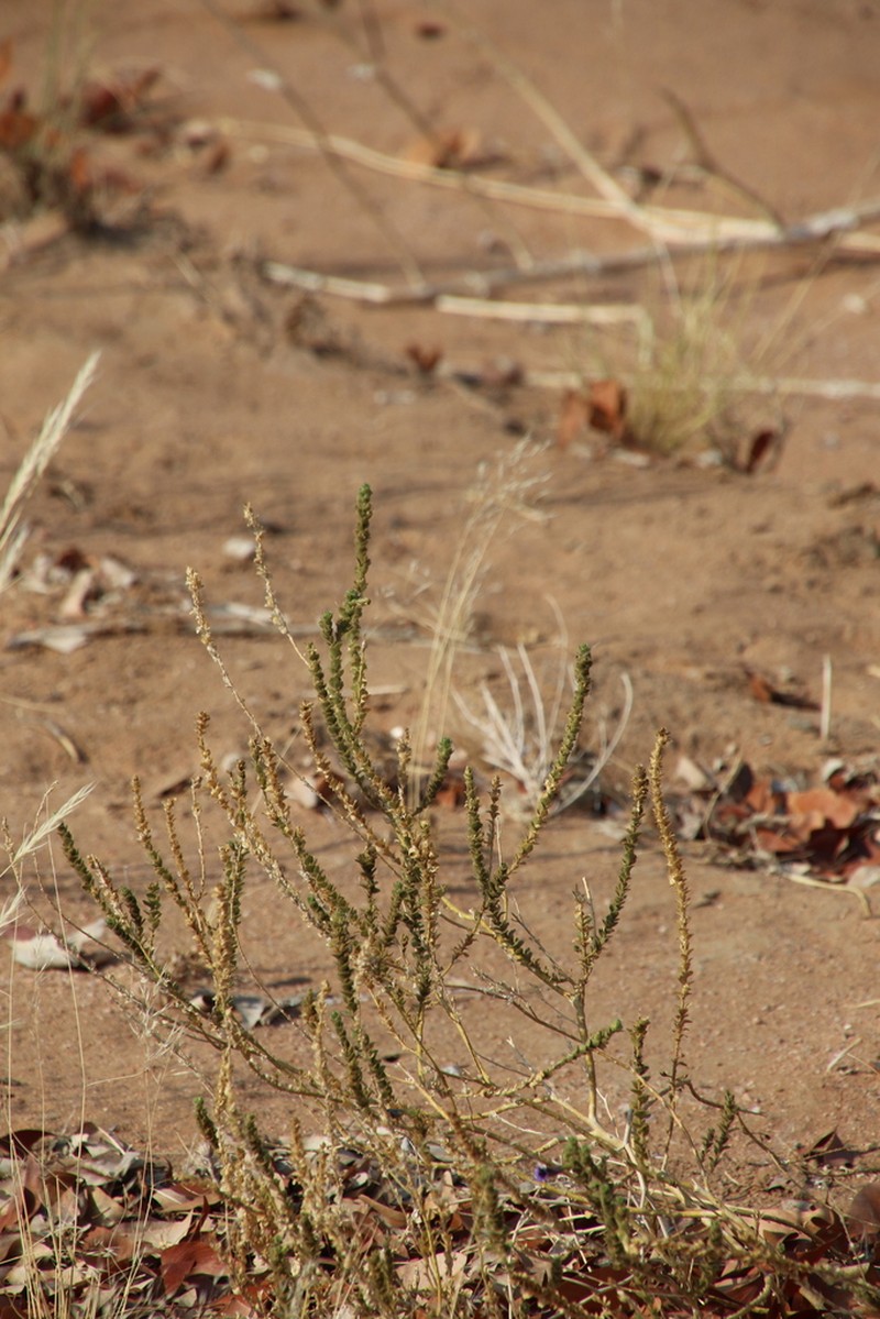 Anticharis imbricata photo 2