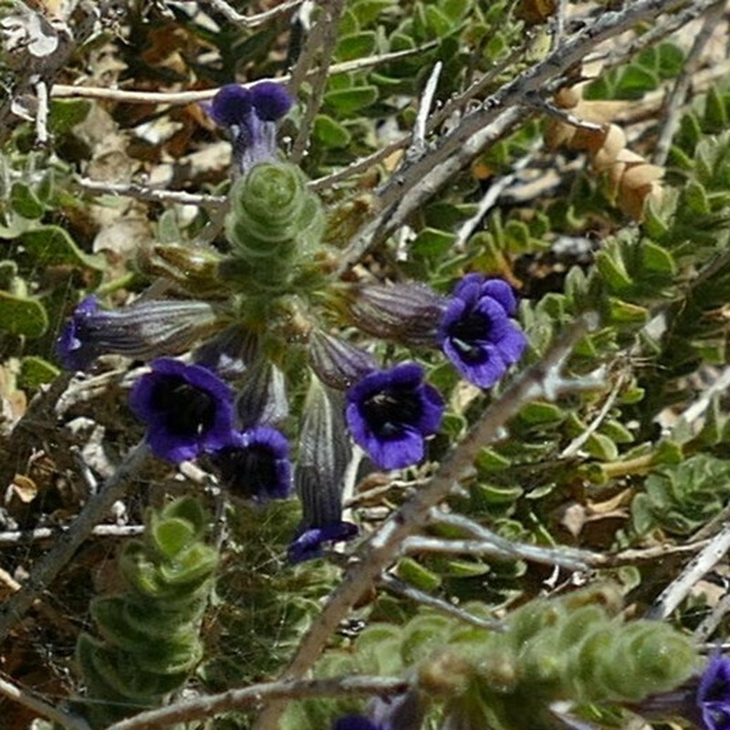 Anticharis imbricata photo 3
