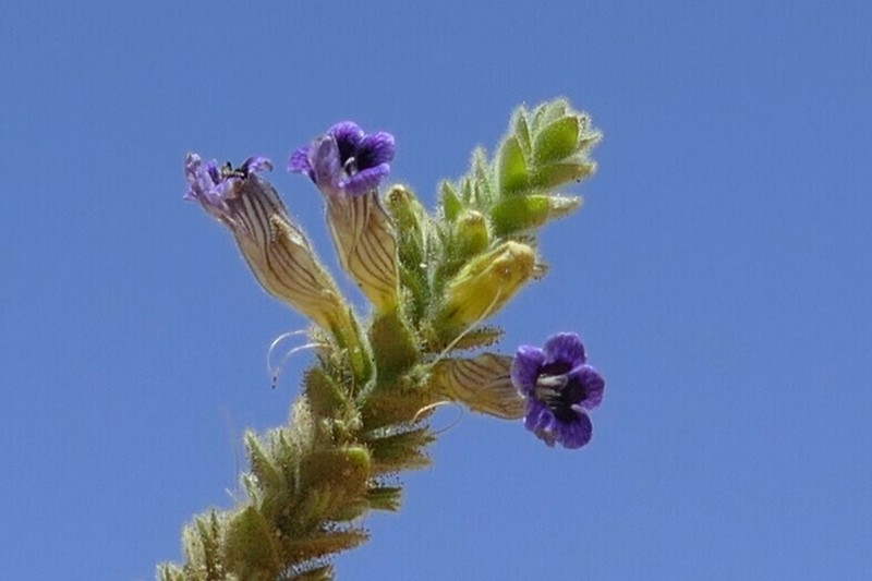 Anticharis imbricata photo 4