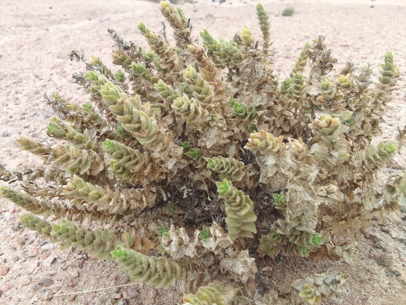 Anticharis imbricata photo 5