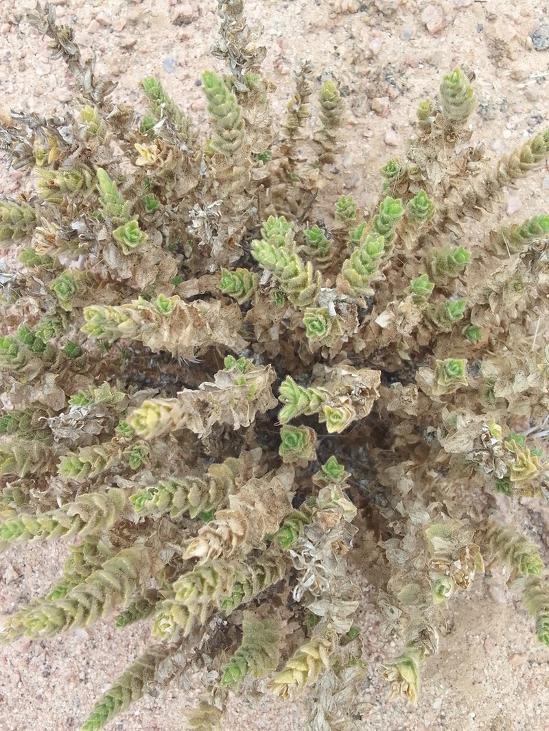 Anticharis imbricata photo 6