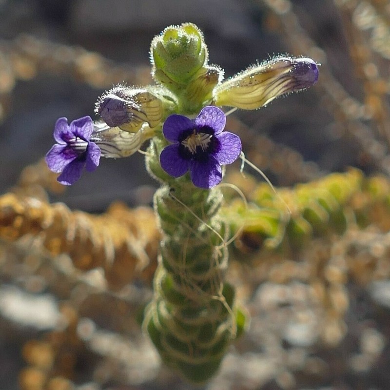 Anticharis imbricata photo 8