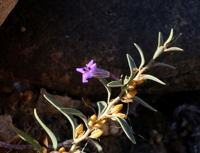 Anticharis inflata