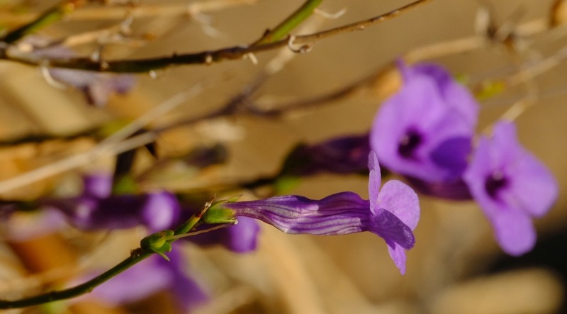 Anticharis juncea photo 2