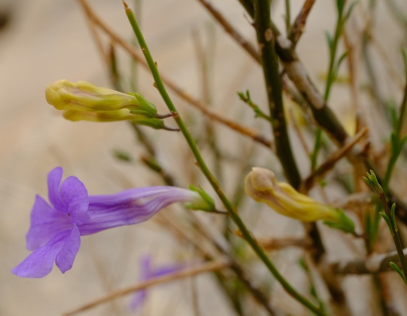 Anticharis juncea photo 4