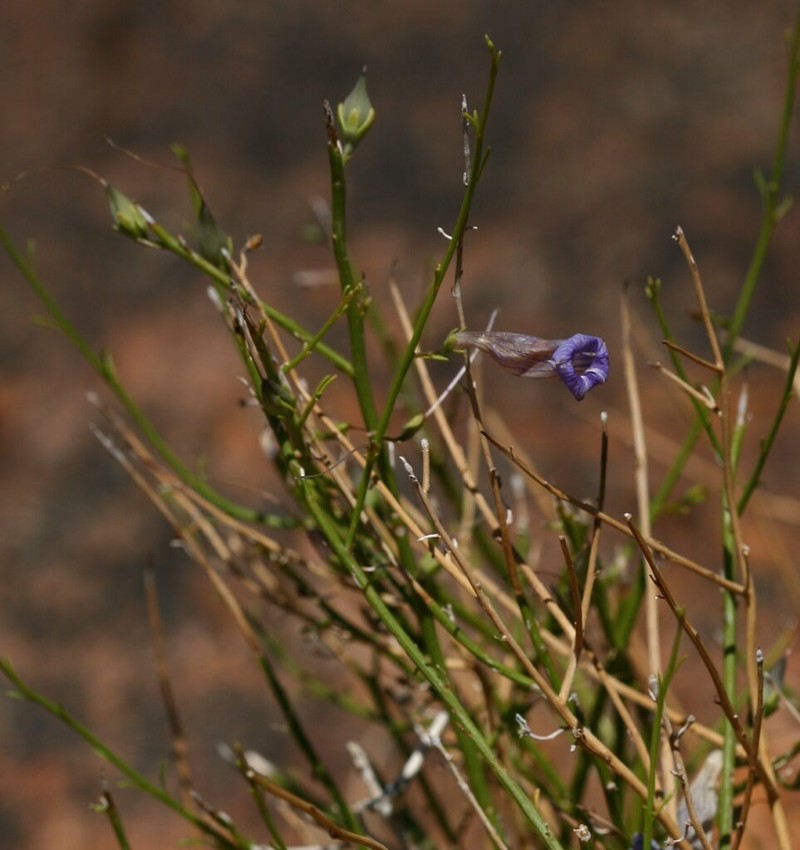 Anticharis juncea photo 6