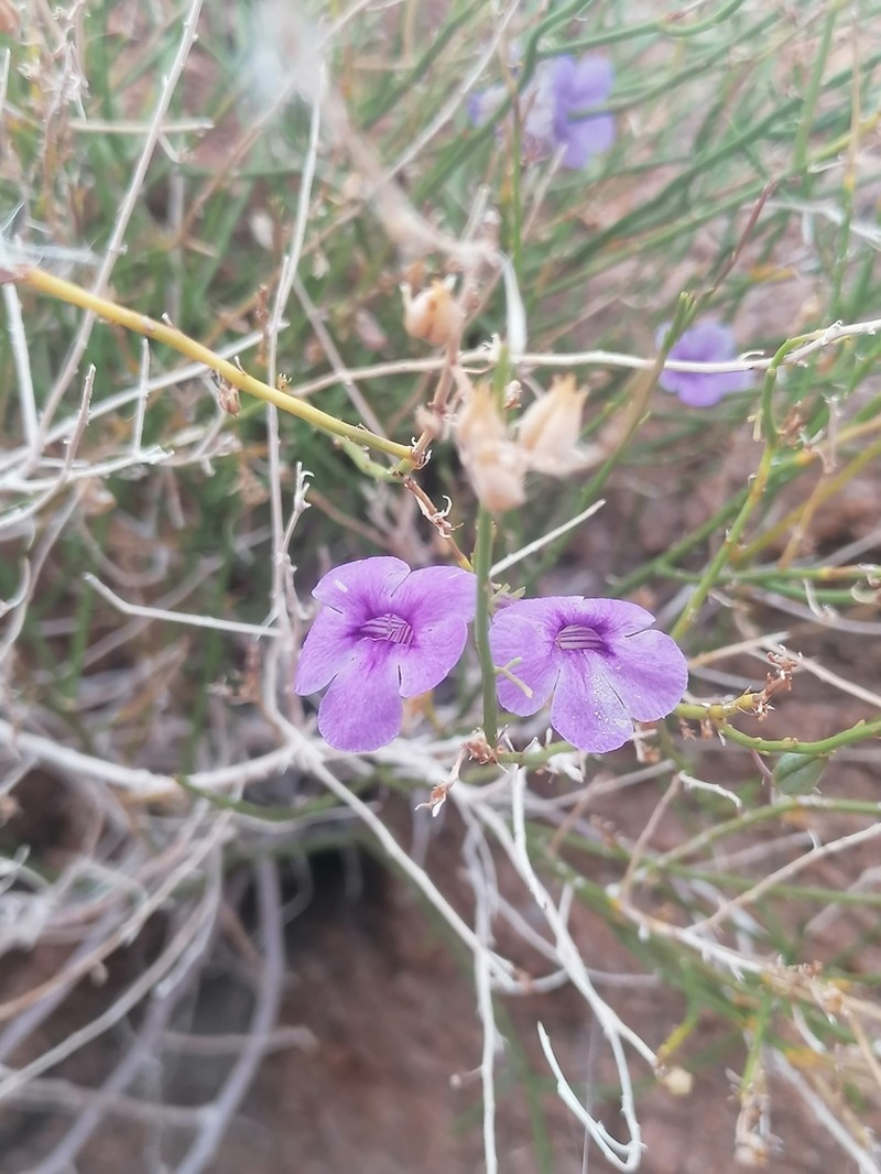 Anticharis juncea photo 7