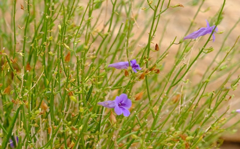Anticharis juncea photo 8