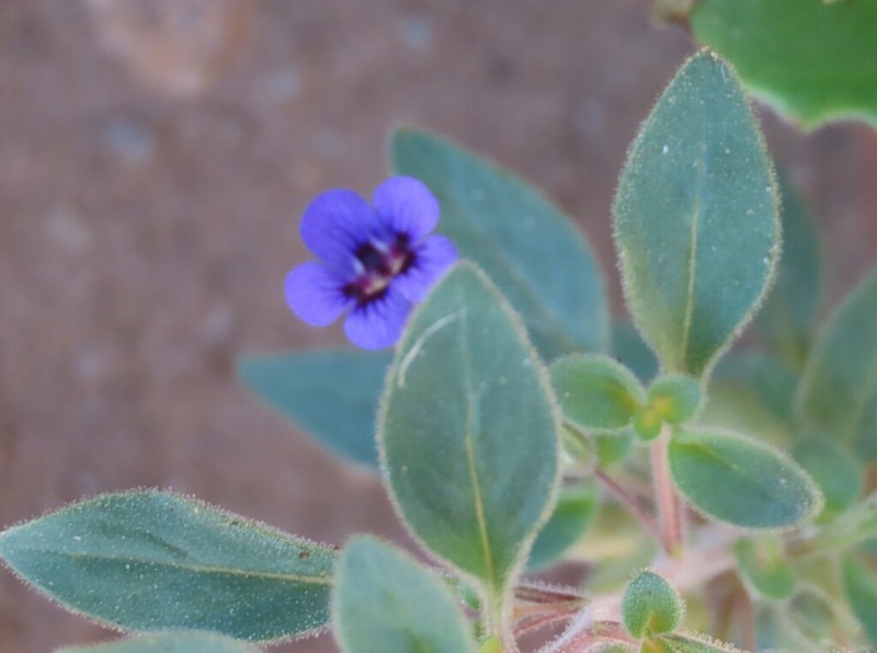 Anticharis kaokoensis photo 3
