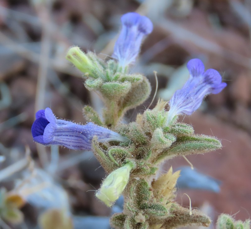 Anticharis kaokoensis photo 5