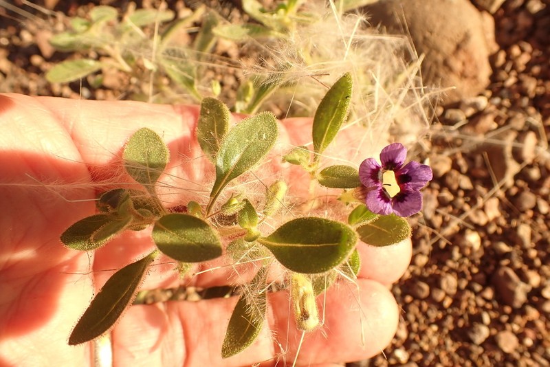 Anticharis kaokoensis