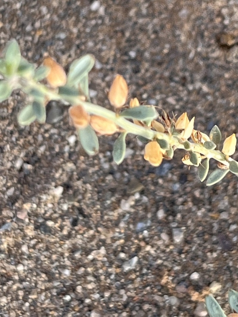 Anticharis namibensis photo 5