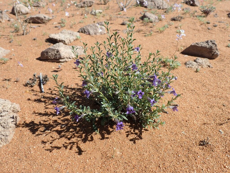 Anticharis namibensis photo 2