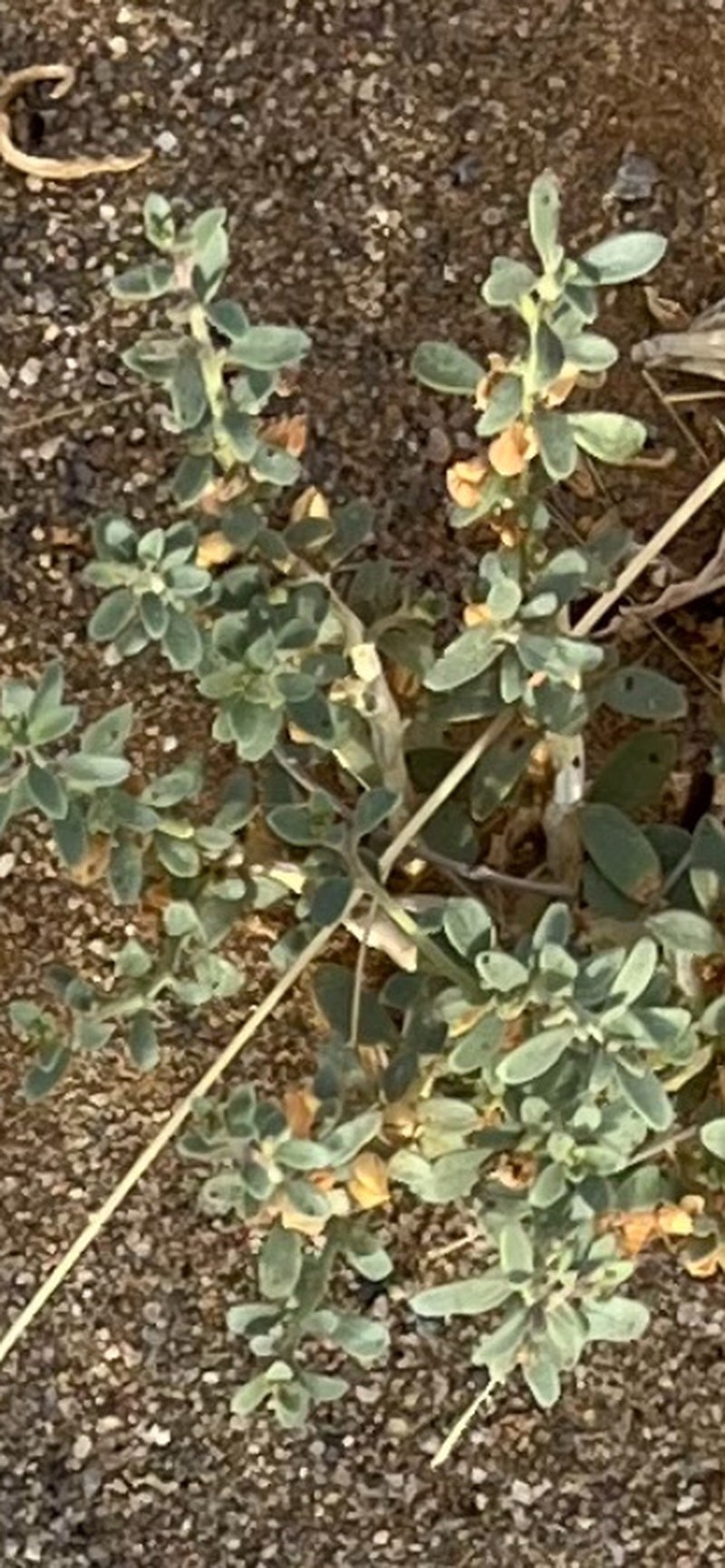 Anticharis namibensis photo 3