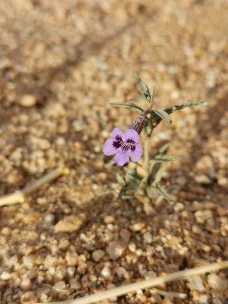 Anticharis scoparia