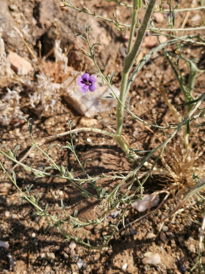 Anticharis scoparia photo 2
