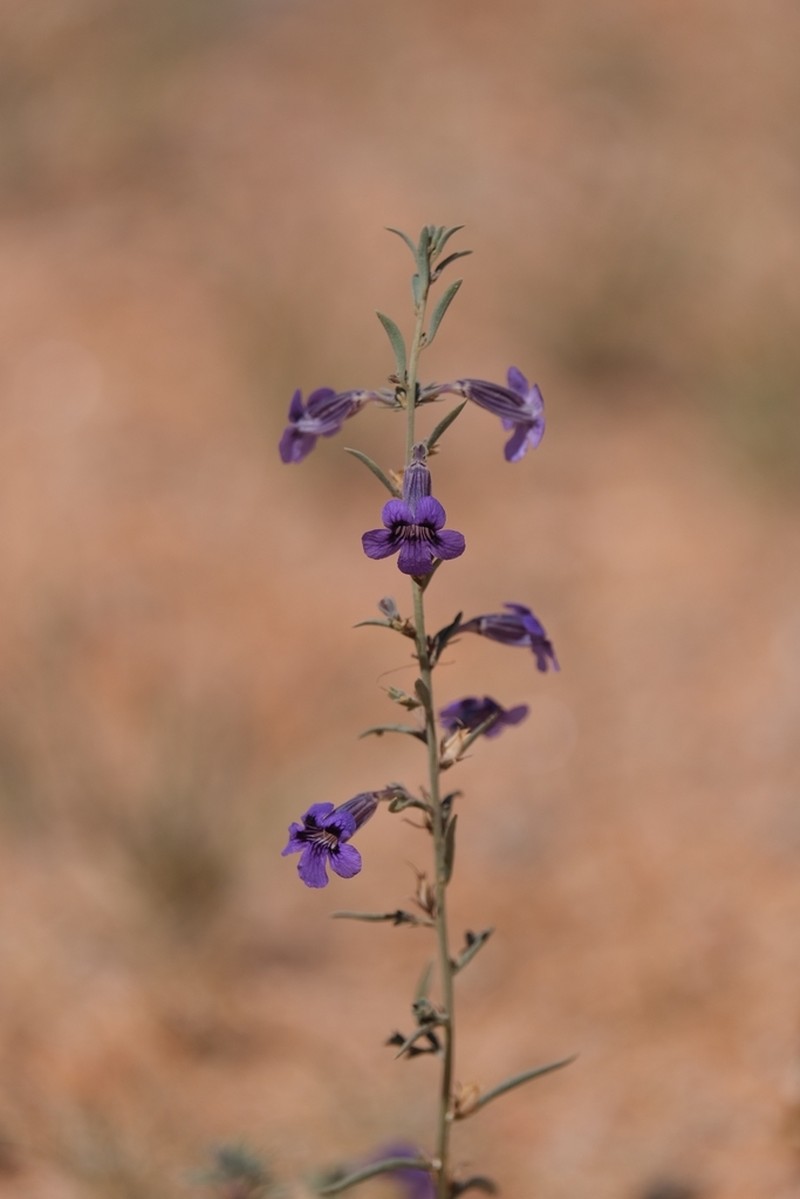 Anticharis scoparia photo 3