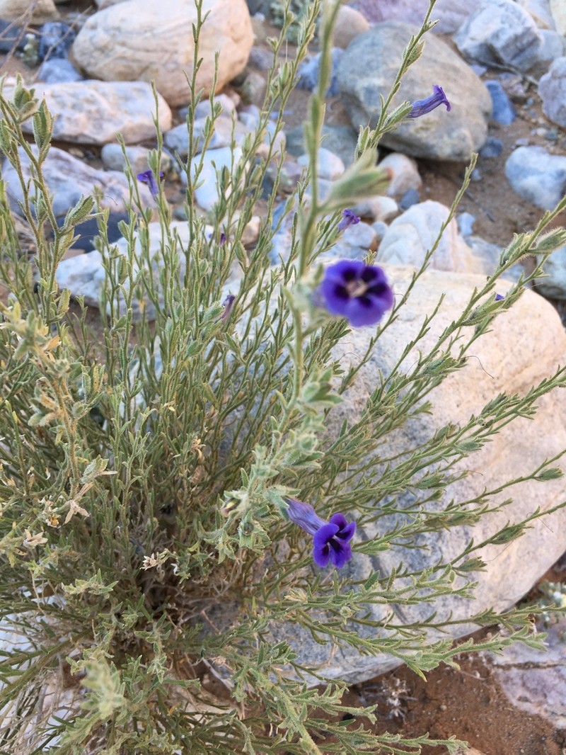 Anticharis scoparia photo 4