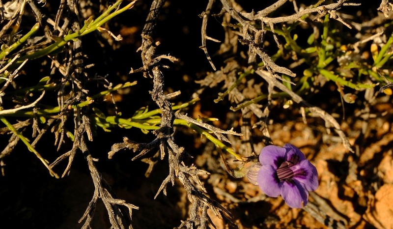 Anticharis scoparia photo 5