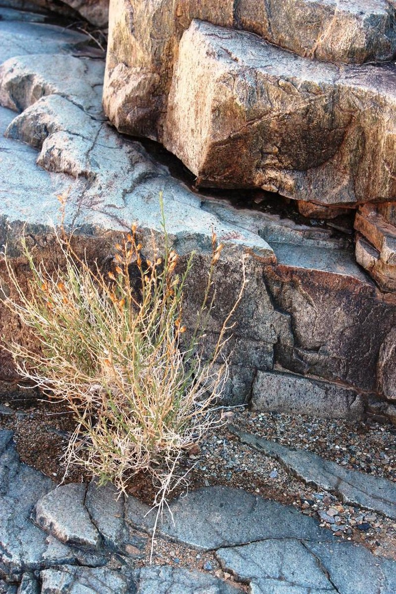 Anticharis scoparia photo 6