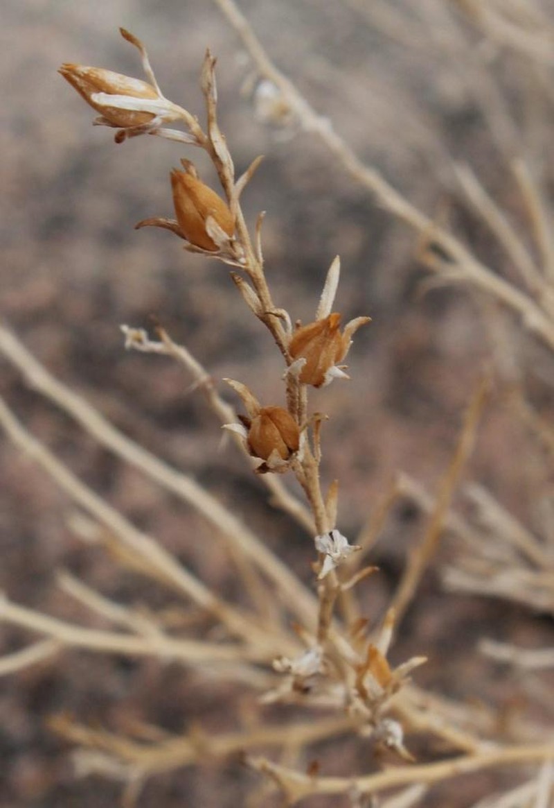 Anticharis scoparia photo 7