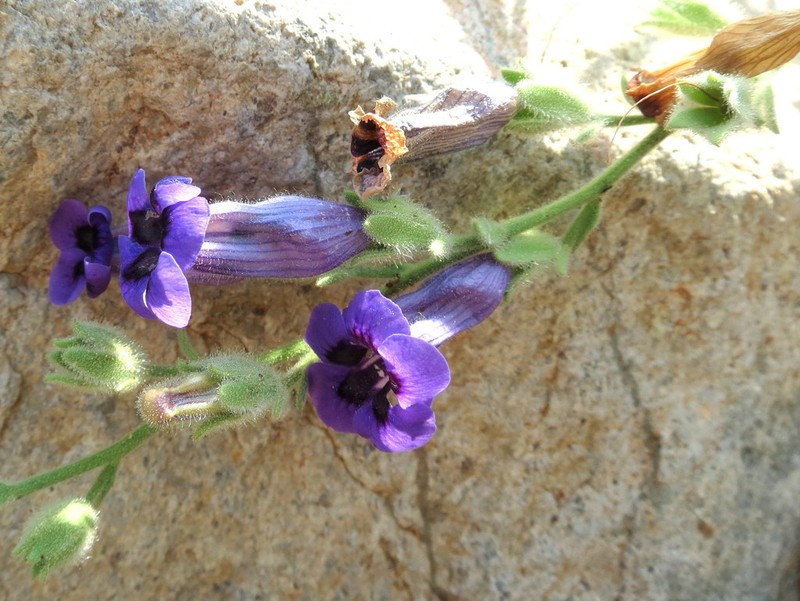 Anticharis scoparia photo 8