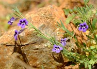 Anticharis senegalensis