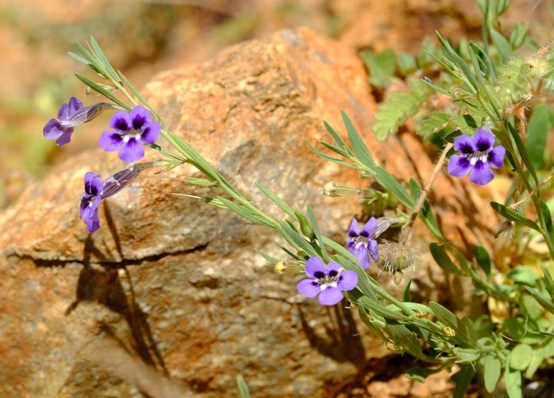 Anticharis senegalensis