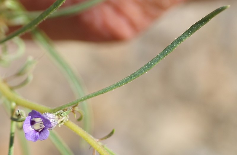 Anticharis senegalensis photo 2