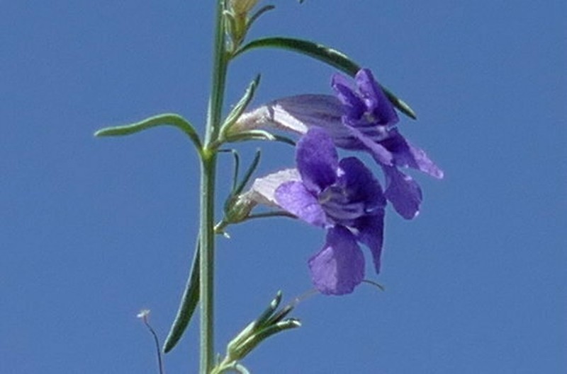 Anticharis senegalensis photo 3