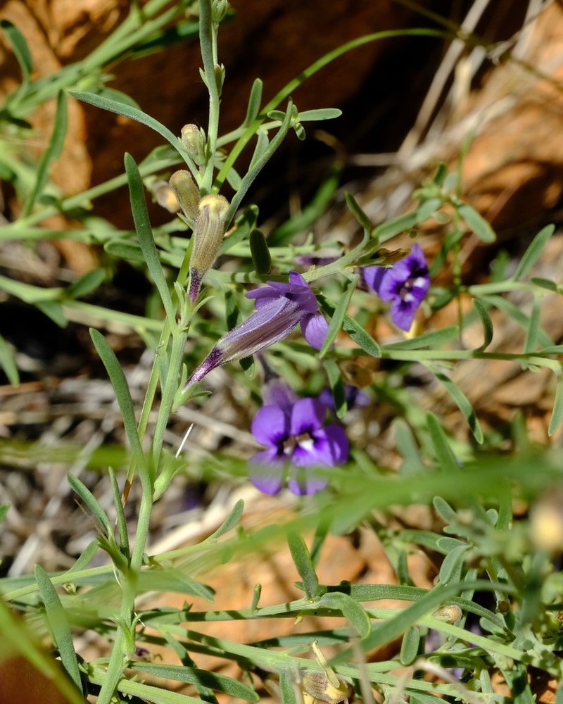 Anticharis senegalensis photo 4