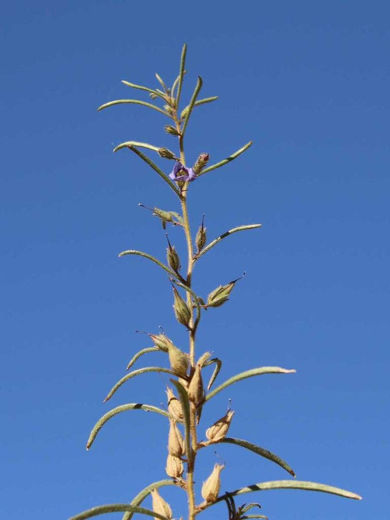 Anticharis senegalensis photo 5