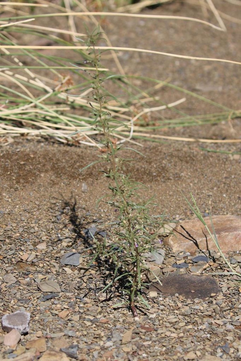 Anticharis senegalensis photo 6