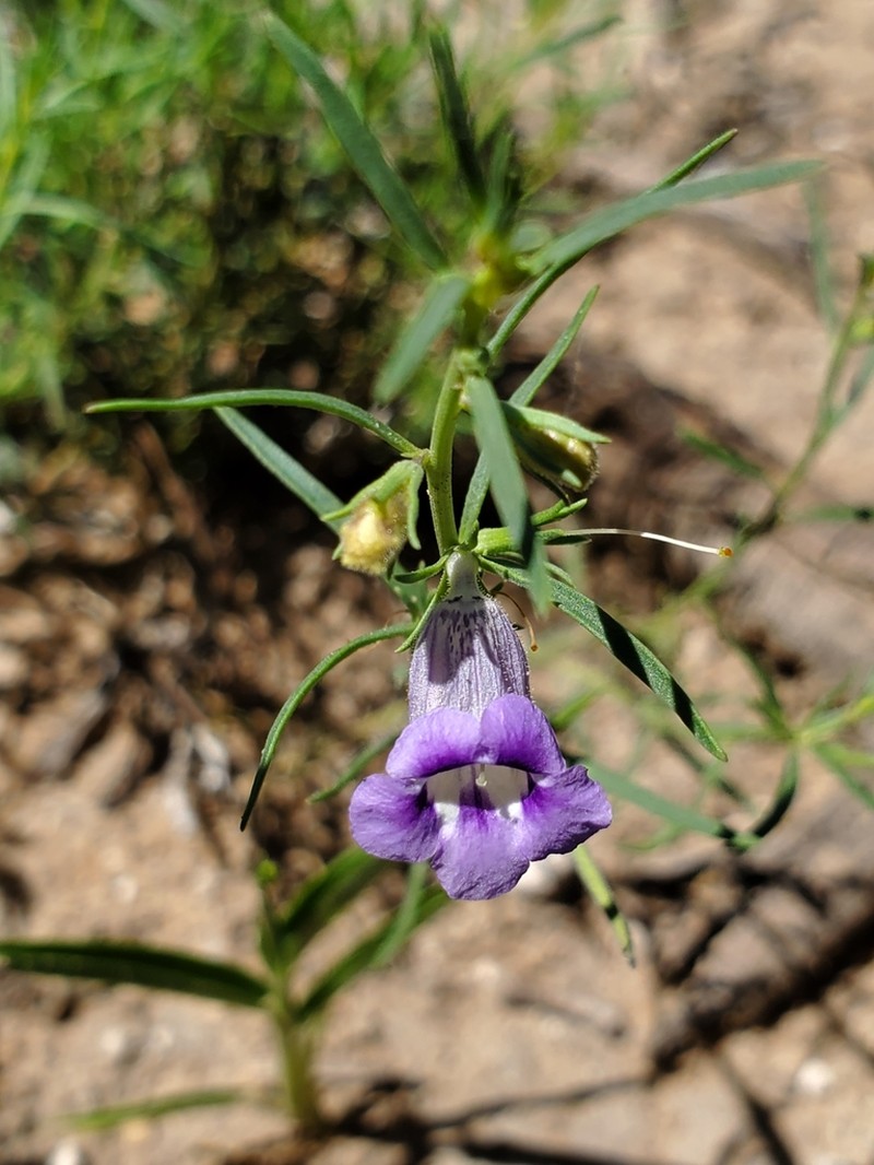 Anticharis senegalensis photo 7