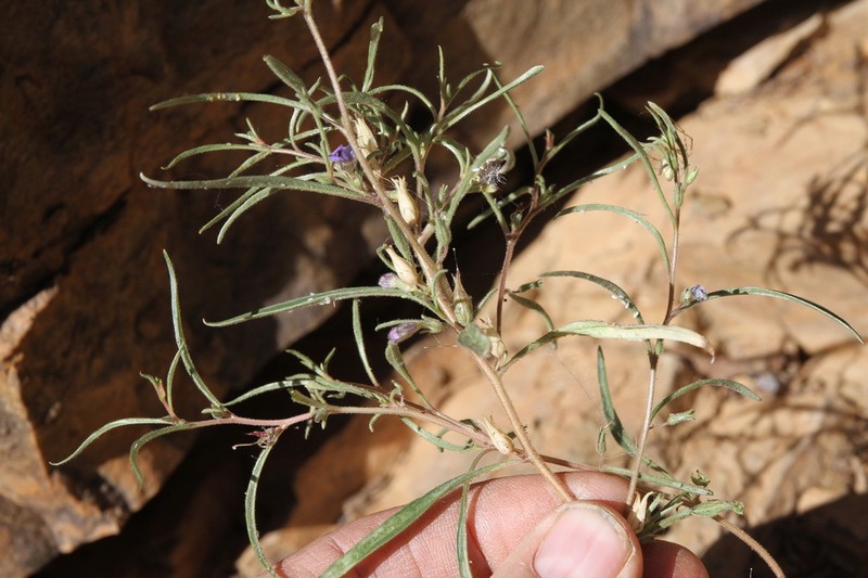 Anticharis senegalensis photo 8