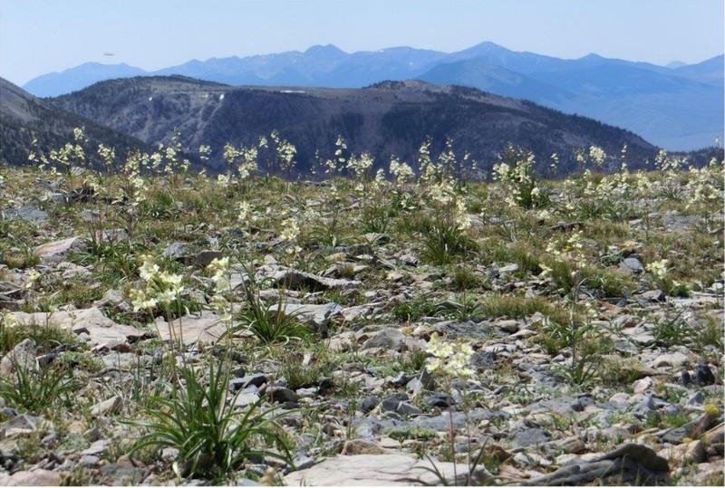 Mountain Deathcamas photo 3