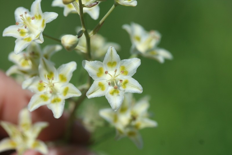 Mountain Deathcamas photo 5