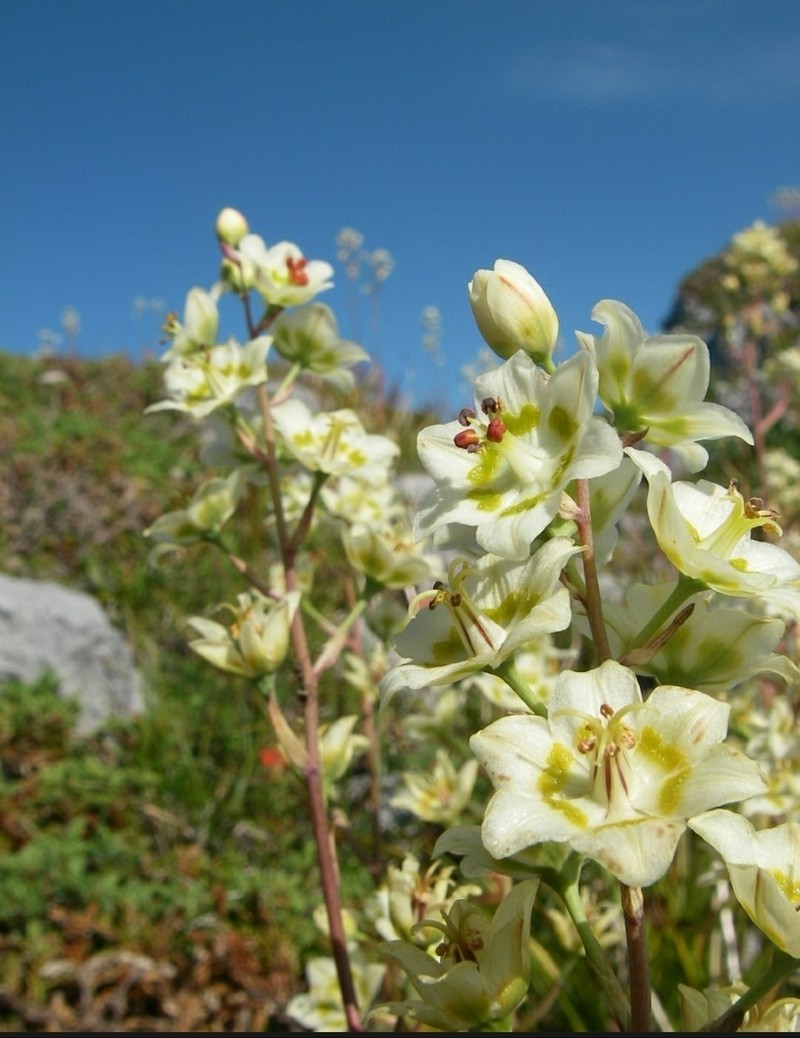 Mountain Deathcamas photo 6