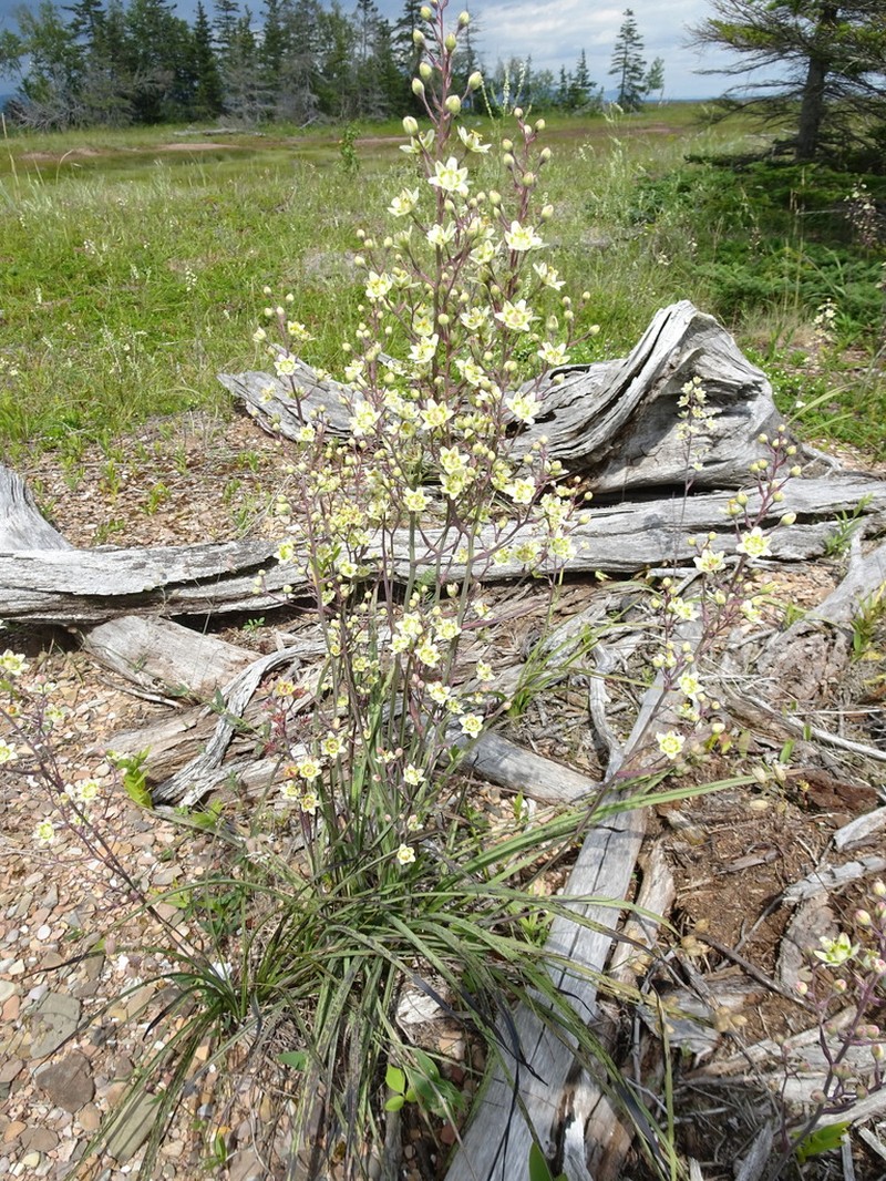 Mountain Deathcamas photo 7