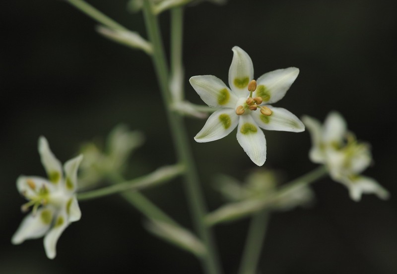 Mountain Deathcamas photo 8