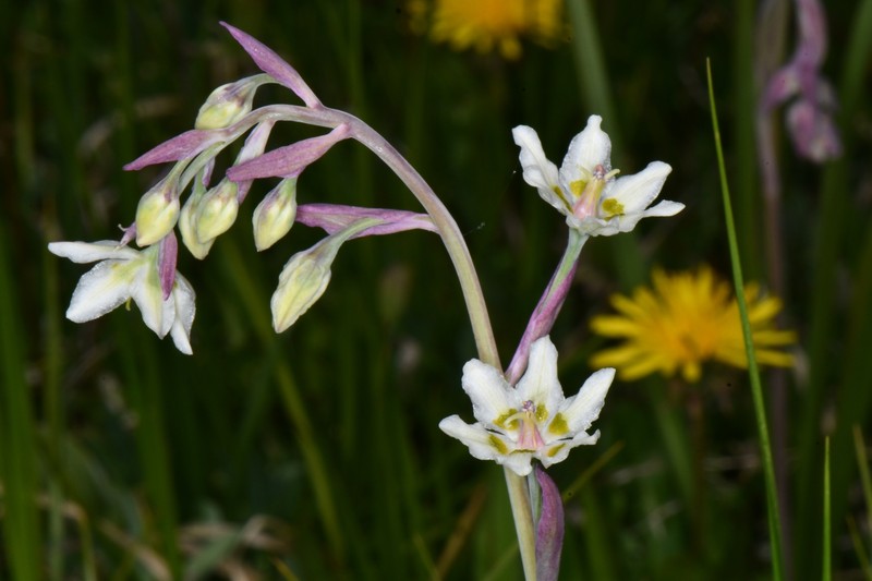Anticlea elegans subsp. elegans