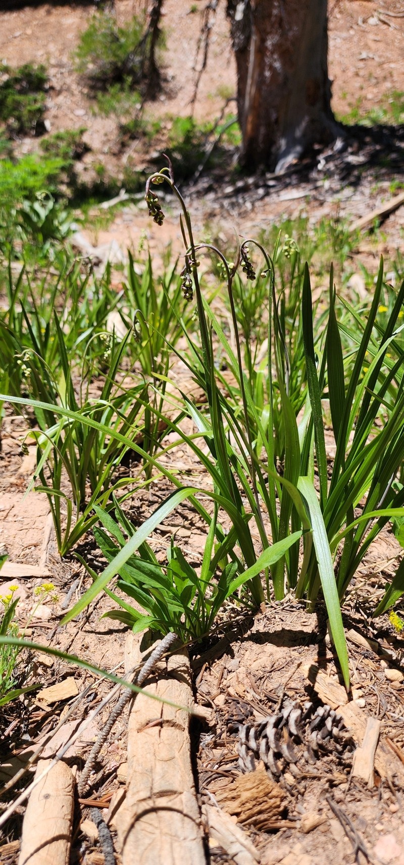 Anticlea elegans subsp. elegans photo 2
