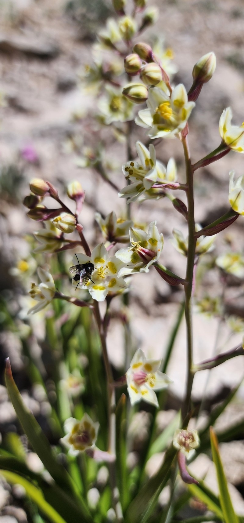 Anticlea elegans subsp. elegans photo 3