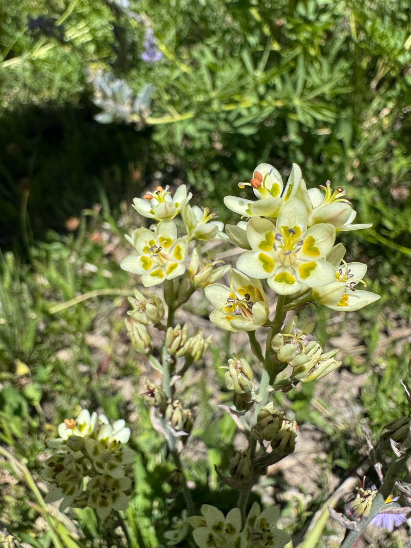 Anticlea elegans subsp. elegans photo 4